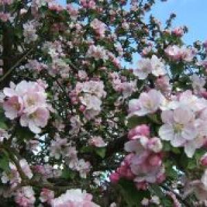 Apple blossum 1 2010