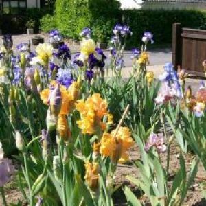 Rendham Roy T 2010 Irises 3
