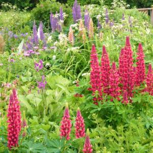 Rendham Thurstons Barn 2010 lupins 3