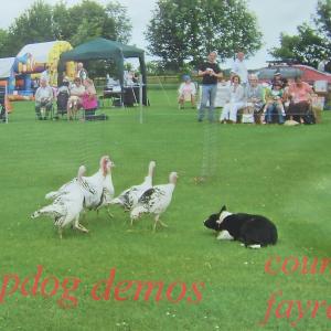 Sheep Dog Demo