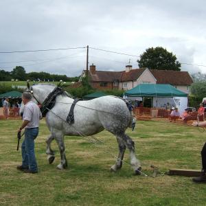 Horse Power