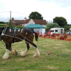 Horse Power