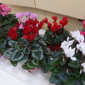 P1130327